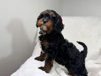 Hershey 🍫🎀, a female Cavapoo for sale in Louisville, KY – 4 of 10