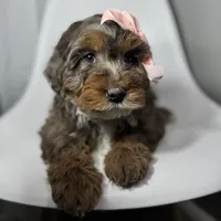 Fendi, a female Miniature Bernedoodle for sale in Louisville, KY – Photo 10 of 10