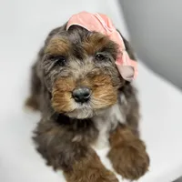 Fendi, a female Miniature Bernedoodle for sale in Louisville, KY – Photo 5 of 10