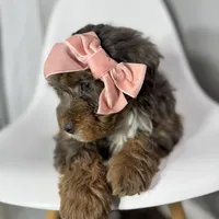 Fendi, a female Miniature Bernedoodle for sale in Louisville, KY – Photo 2 of 10