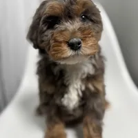 Fendi, a female Miniature Bernedoodle for sale in Louisville, KY – Photo 8 of 10