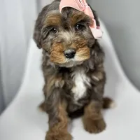Fendi, a female Miniature Bernedoodle for sale in Louisville, KY – Photo 1 of 10