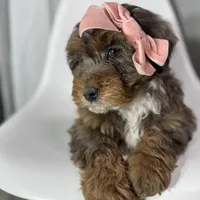 Fendi, a female Miniature Bernedoodle for sale in Louisville, KY – Photo 6 of 10