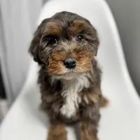 Fendi, a female Miniature Bernedoodle for sale in Louisville, KY – Photo 4 of 10