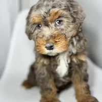 Fendi, a female Miniature Bernedoodle for sale in Louisville, KY – Photo 9 of 10