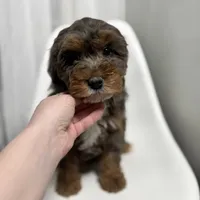 Fendi, a female Miniature Bernedoodle for sale in Louisville, KY – Photo 3 of 10