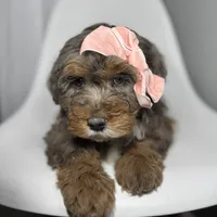 Fendi, a female Miniature Bernedoodle for sale in Louisville, KY – Photo 7 of 10
