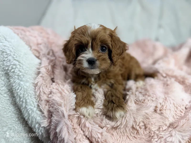 Caramel 🎀 – Cavapoo puppy for sale in Louisville, KY