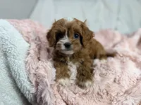 Caramel 🎀, a female Cavapoo for sale in Louisville, KY – 1 of 10