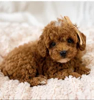 Millie-tiny 1.6 lbs , a female Poodle - Toy  for sale in Louisville, KY – 5 of 9