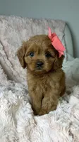 Luna , a female Cavapoo for sale in Louisville, KY – 4 of 9