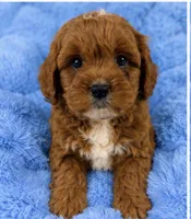Ollie , a male Cavapoo for sale in Louisville, KY – 2 of 10