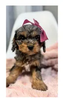 June, a female Cavapoo and Poodle - Toy  for sale in Louisville, KY – Photo 1 of 8