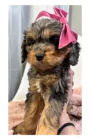 June, a female Cavapoo and Poodle - Toy  for sale in Louisville, KY – Photo 8 of 8