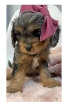 June, a female Cavapoo and Poodle - Toy  for sale in Louisville, KY – Photo 2 of 8