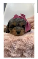 June, a female Cavapoo and Poodle - Toy  for sale in Louisville, KY – Photo 4 of 8