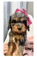 June, a female Cavapoo and Poodle - Toy  for sale in Louisville, KY – Photo 3 of 8