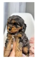 June, a female Cavapoo and Poodle - Toy  for sale in Louisville, KY – Photo 6 of 8