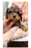 June, a female Cavapoo and Poodle - Toy  for sale in Louisville, KY – Photo 7 of 8