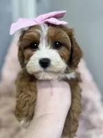 Isla, a female Cavapoo for sale in Louisville, KY – Photo 2 of 10