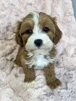 Isla, a female Cavapoo for sale in Louisville, KY – Photo 10 of 10