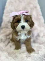 Isla, a female Cavapoo for sale in Louisville, KY – Photo 6 of 10