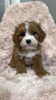Isla, a female Cavapoo for sale in Louisville, KY – Photo 3 of 10