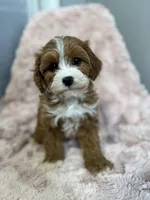 Isla, a female Cavapoo for sale in Louisville, KY – Photo 1 of 10