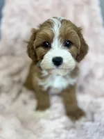Isla, a female Cavapoo for sale in Louisville, KY – Photo 7 of 10