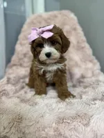 Isla, a female Cavapoo for sale in Louisville, KY – Photo 5 of 10