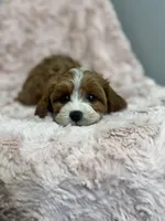 Isla, a female Cavapoo for sale in Louisville, KY – Photo 8 of 10