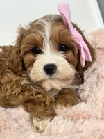 Isla, a female Cavapoo for sale in Louisville, KY – Photo 9 of 10