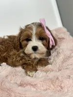 Isla, a female Cavapoo for sale in Louisville, KY – Photo 4 of 10