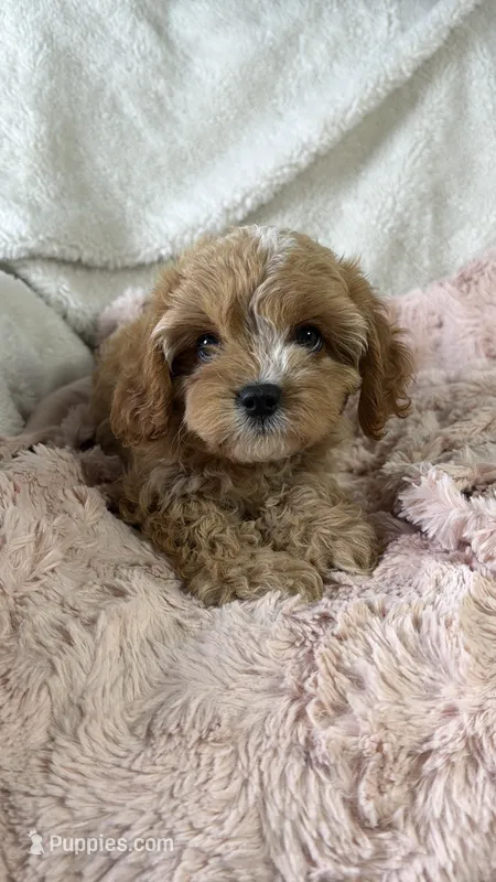 Vannah – Cavapoo puppy for sale in Louisville, KY
