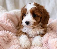 Isla, a female Cavapoo for sale in Louisville, KY – 2 of 5