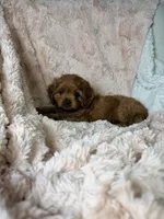 Luna , a female Cavapoo for sale in Louisville, KY – 9 of 9