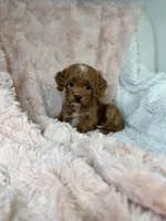 Sun, a female Cavapoo for sale in Louisville, KY – 1 of 8