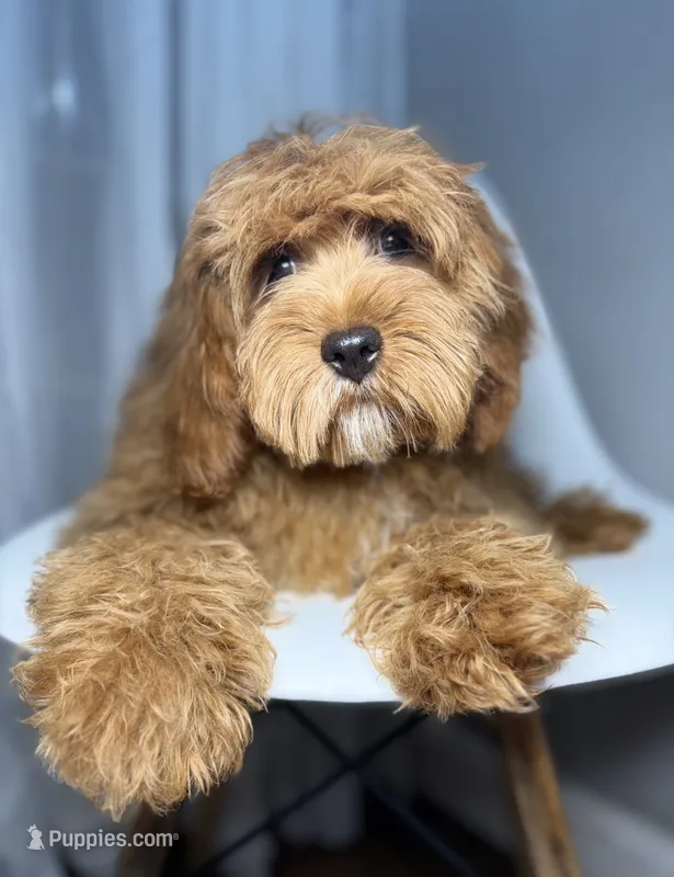 Grant – Cavapoo puppy for sale in Louisville, KY