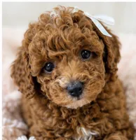 Honey-deep red 2.6 lbs , a female Poodle - Toy  for sale in Louisville, KY – 3 of 7