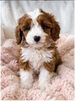 Isla, a female Cavapoo for sale in Louisville, KY – 4 of 5