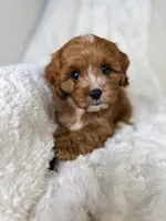 Atlas, a male Cavapoo for sale in Louisville, KY – 7 of 9