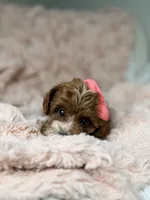 Marley, a female Cavapoo for sale in Louisville, KY – 7 of 10