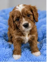 Teddy , a male Cavapoo for sale in Louisville, KY – 7 of 7