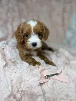Nova , a female Cavapoo for sale in Louisville, KY – 4 of 8