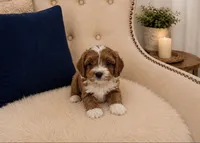Oliver, a male Cavapoo for sale in Louisville, KY – 5 of 6