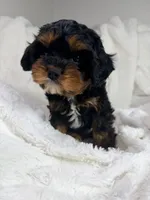 Reese 💙, a female Cavapoo for sale in Louisville, KY – 10 of 10