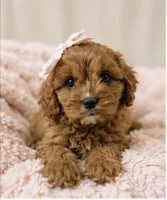 Daisy, a female Cavapoo for sale in Louisville, KY – 8 of 10