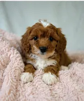 Rosie, a female Cavapoo for sale in Louisville, KY – 1 of 5
