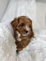 Atlas, a male Cavapoo for sale in Louisville, KY – 9 of 9