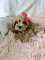 Vannah, a female Cavapoo for sale in Louisville, KY – 2 of 10